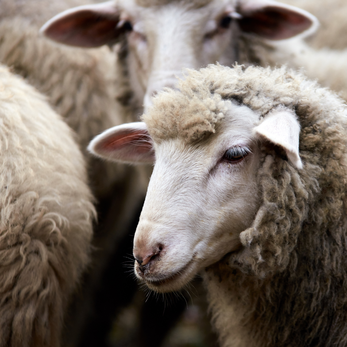 Tondeuse moutons Liscop Standard - Tondeuses moutons - Tonte - Gamme  élevage 