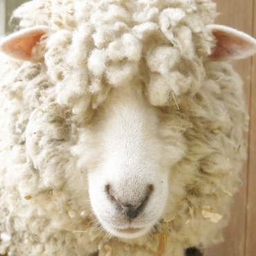 Tondeuse pour moutons - HEINIGER - AGRODIRECT 