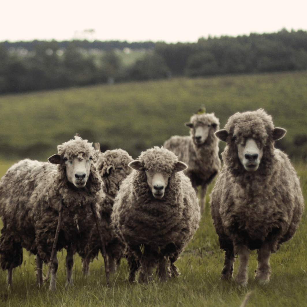 Peigne spécifiques B-EVIL pour ovins - Heiniger